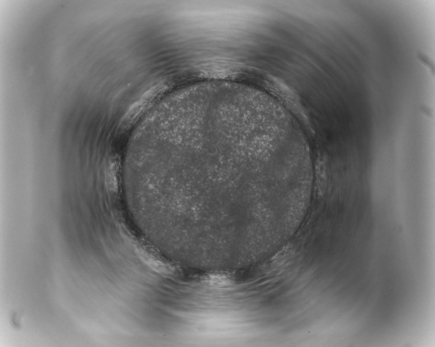 X0000101430114200807281009