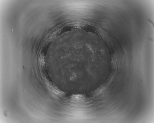 X0000101430137200807281009