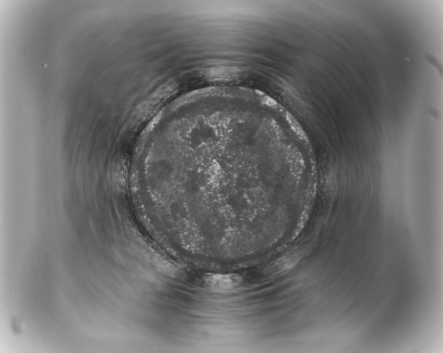 X0000101430277200807281007