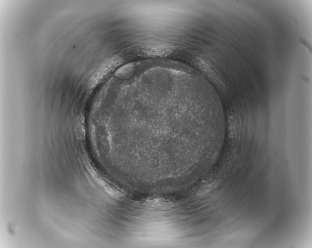 X0000101430634200807281001