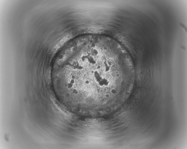 X0000101430679200807281001