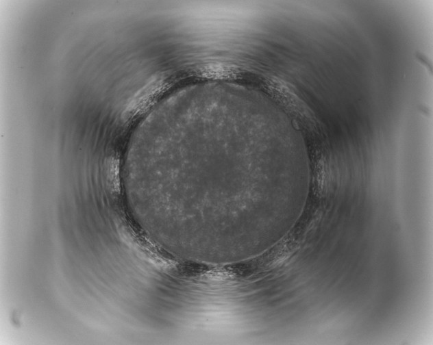 X0000101430696200807281001