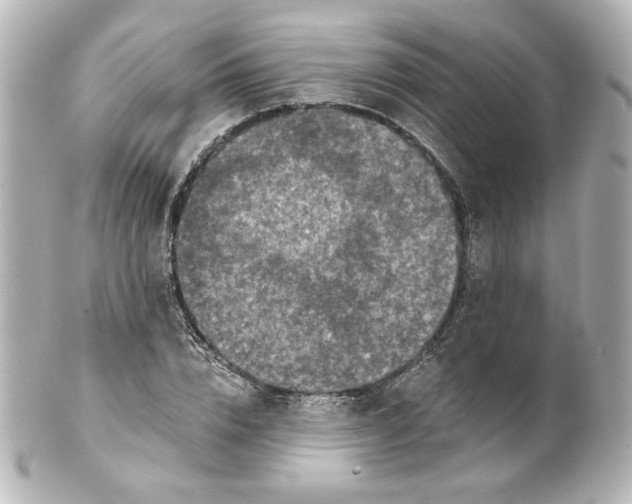 X0000101430832200807280959