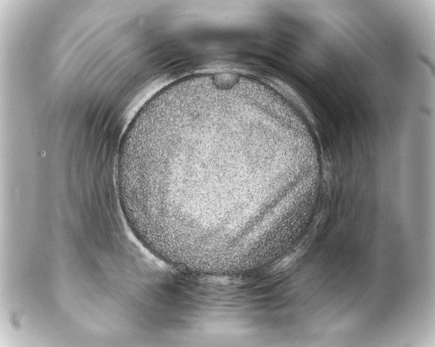 X0000101430855200807280959