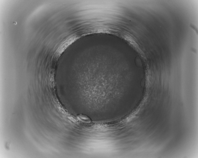 X0000101430977200807280957