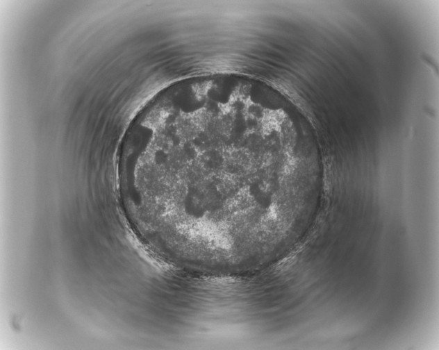 X0000101431031200807280956