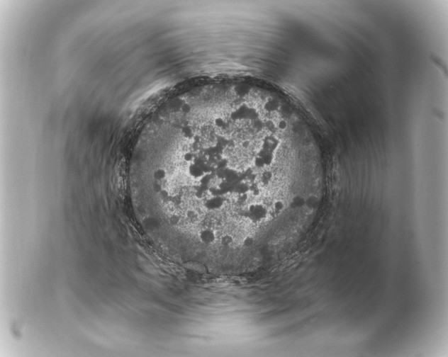 X0000101431063200807280955