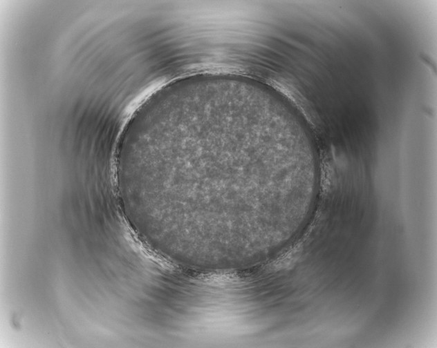 X0000101431074200807280955