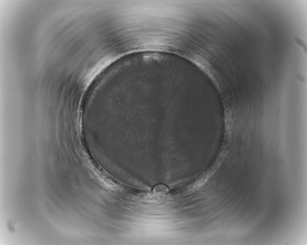 X0000101431077200807280955