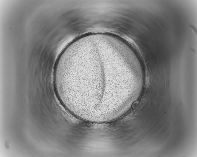 X0000101431183200807280954