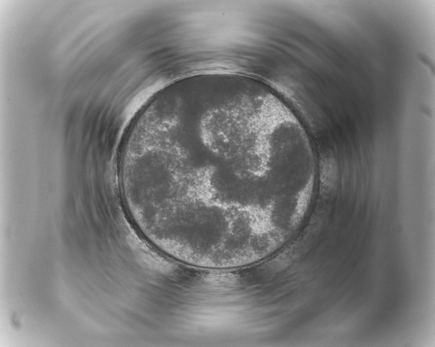 X0000101431466200807280950