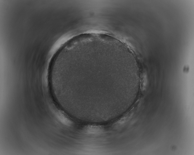 X0000101430296200808041157