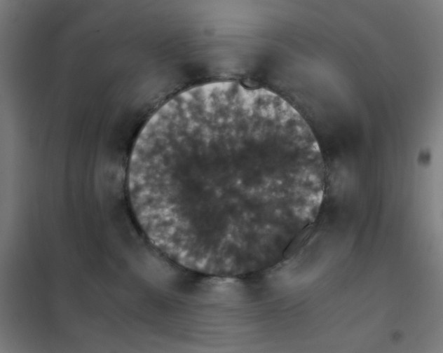 X0000101430427200808041155