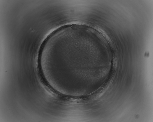 X0000101430484200808041155