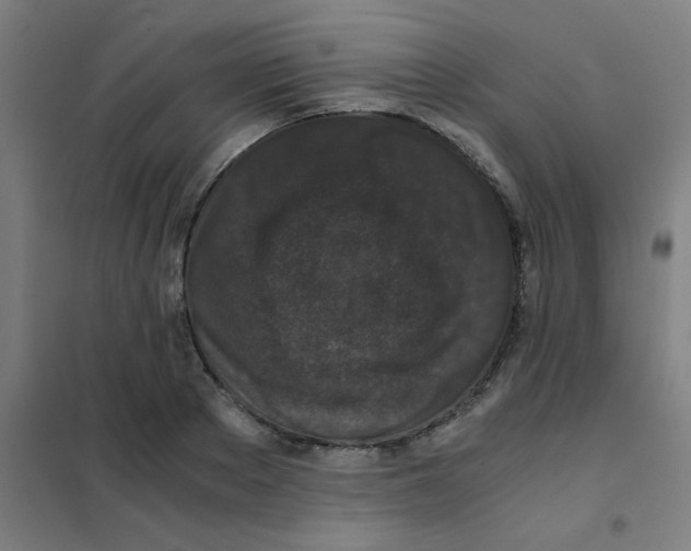 X0000101430889200808041149