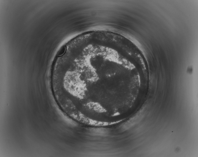 X0000101431045200808041147