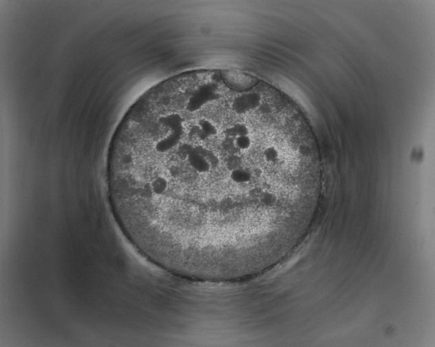 X0000101431087200808041146