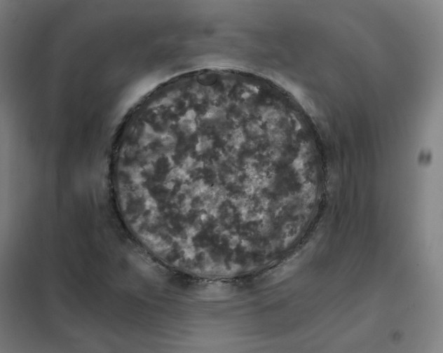 X0000101431263200808041143