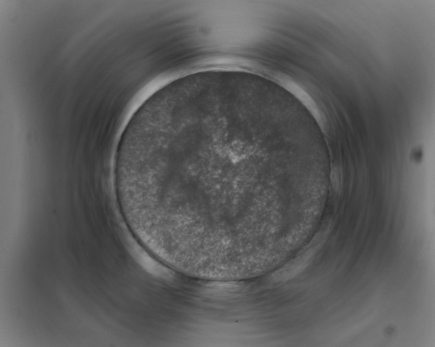 X0000101431482200808041140