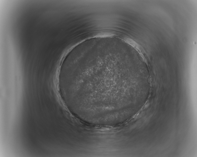 X0000101440337200807211217