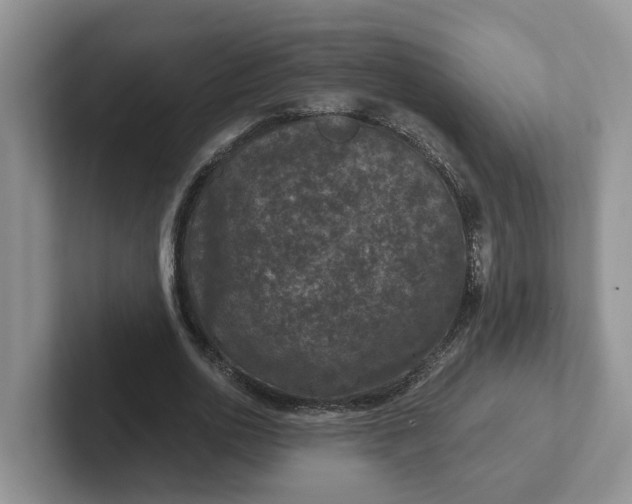 X0000101440726200807211211