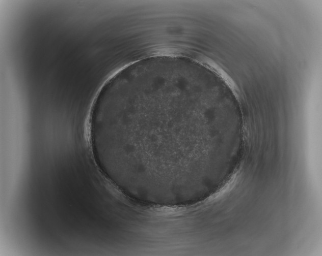 X0000101440779200807211211