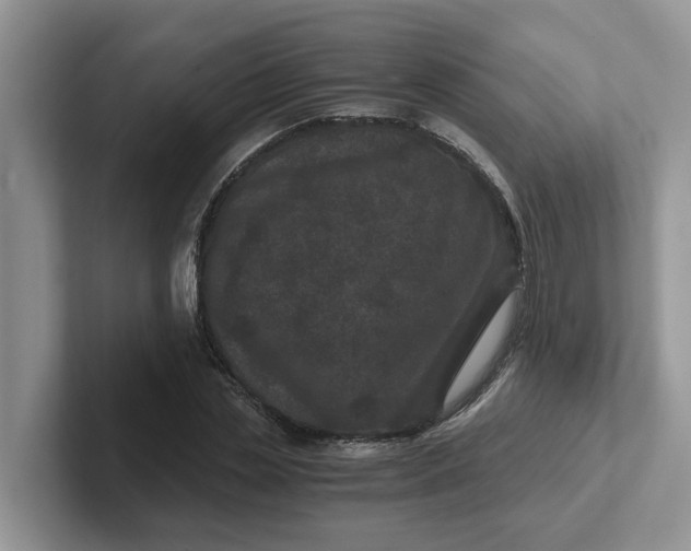 X0000101440829200807211210