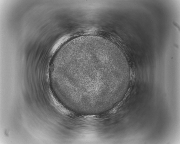 X0000101440054200807281032