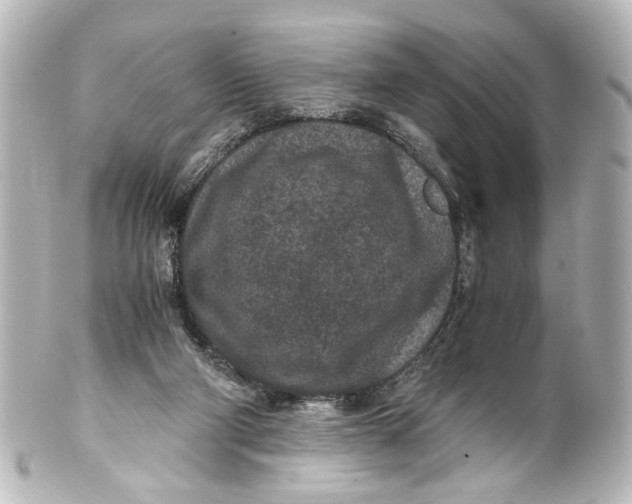 X0000101440114200807281031