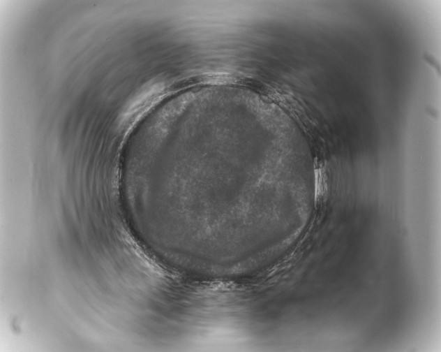 X0000101440243200807281029