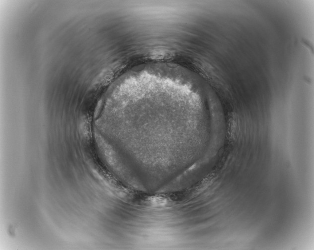 X0000101440272200807281029