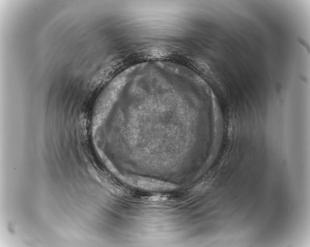 X0000101440366200807281028