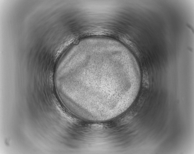 X0000101440394200807281027