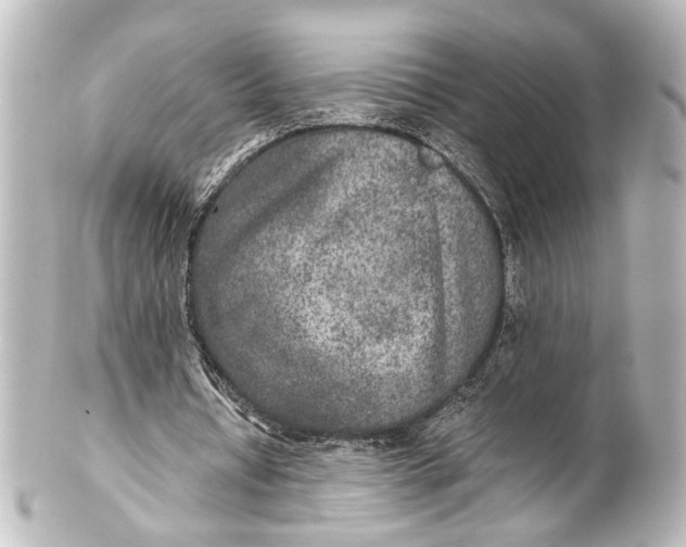 X0000101440434200807281026