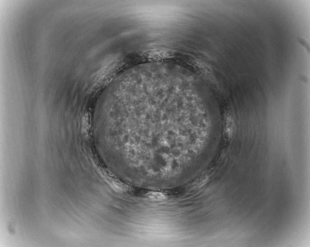 X0000101440519200807281025