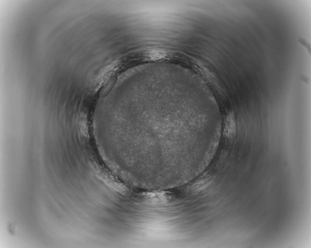 X0000101440524200807281025