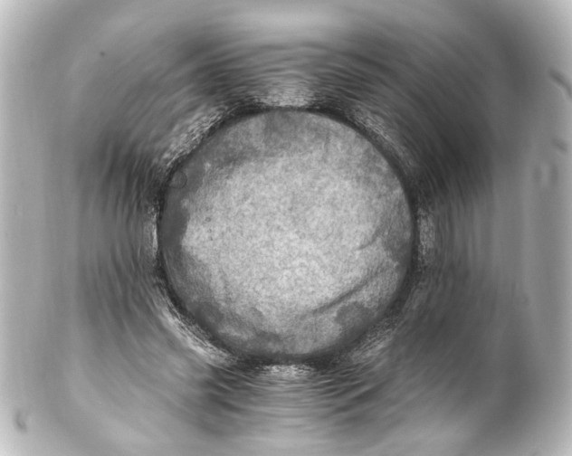 X0000101440541200807281025