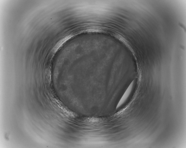 X0000101440829200807281020