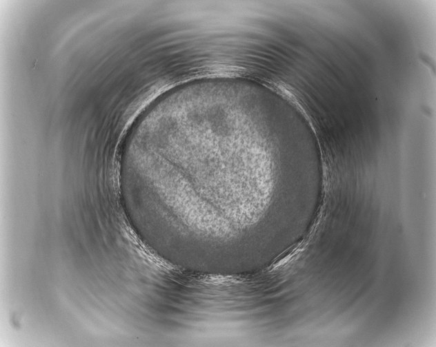 X0000101440835200807281021