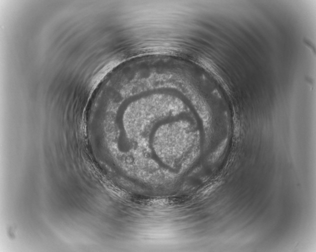 X0000101440883200807281020