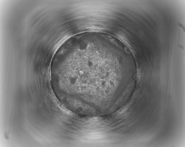 X0000101440891200807281020