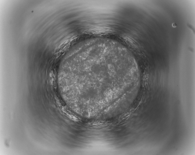 X0000101440917200807281019