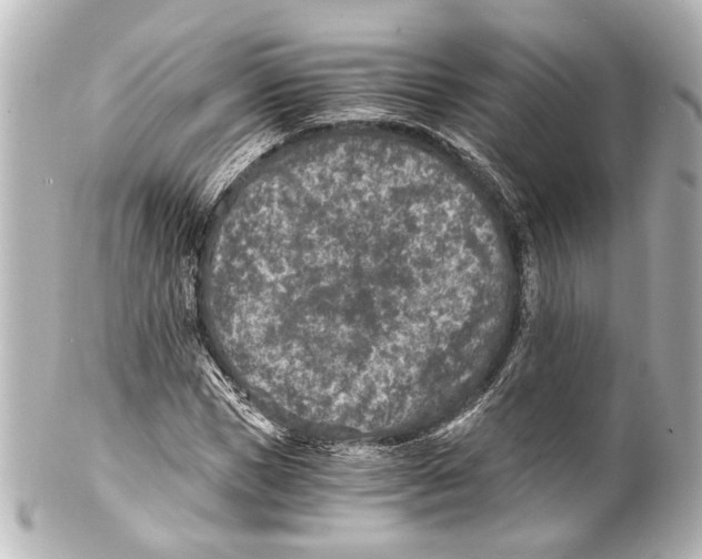 X0000101440921200807281019