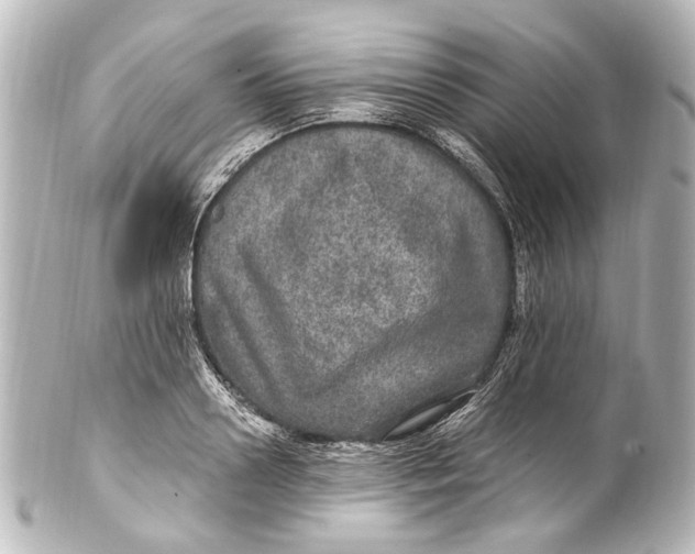 X0000101440938200807281019