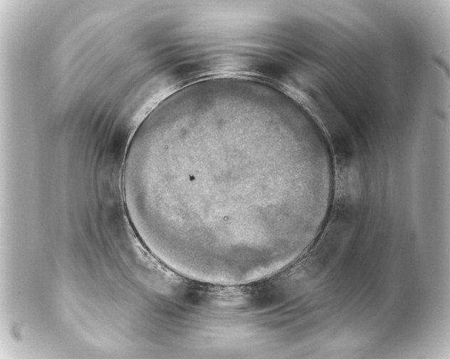 X0000101441338200807281014