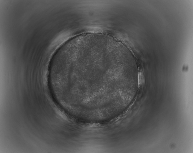 X0000101440243200808041221