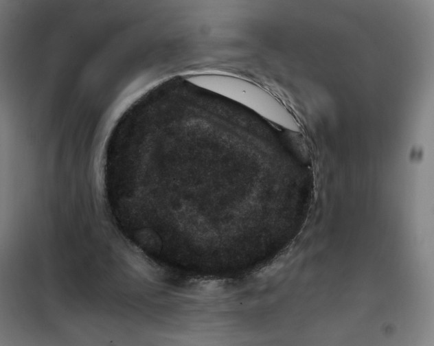 X0000101440295200808041221