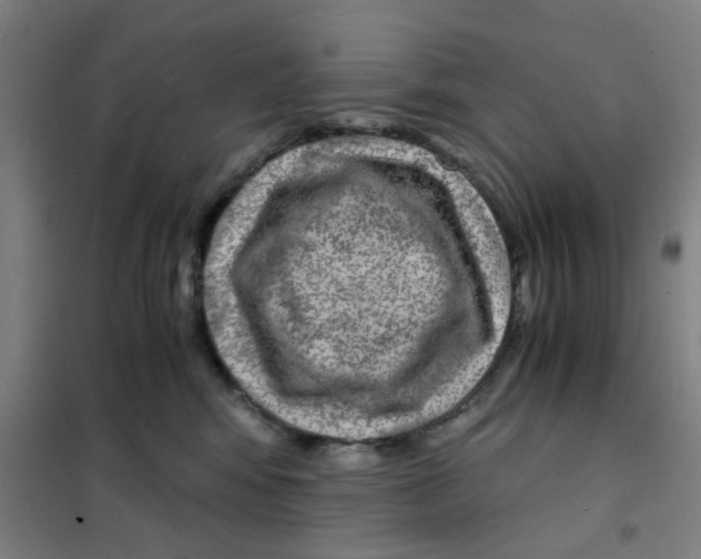 X0000101440424200808041219