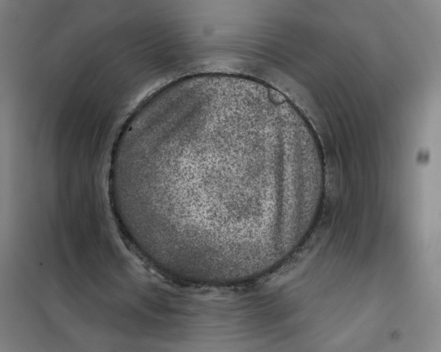 X0000101440434200808041218