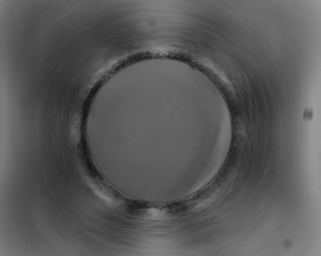 X0000101440496200808041218